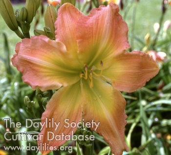 Daylily Aaron's Whopper